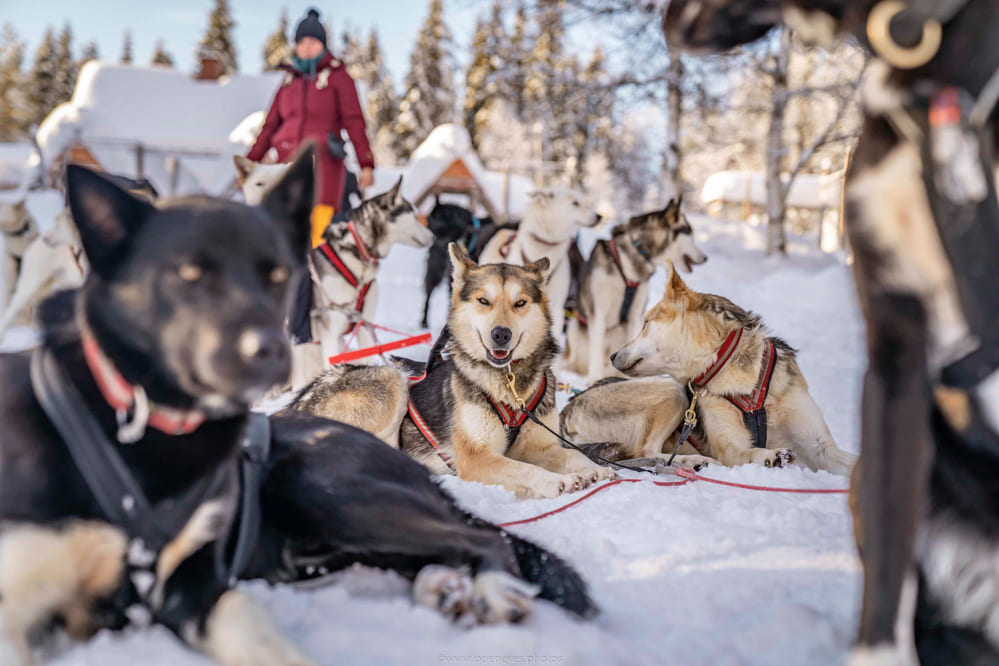 Alaskan Huskies, aufgenommen von Alexander Conrad während des Aurora Express Lapland, der Fotoreise